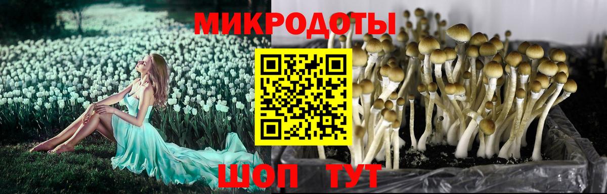Галлюциногенные грибы Psilocybine cubensis Фролово